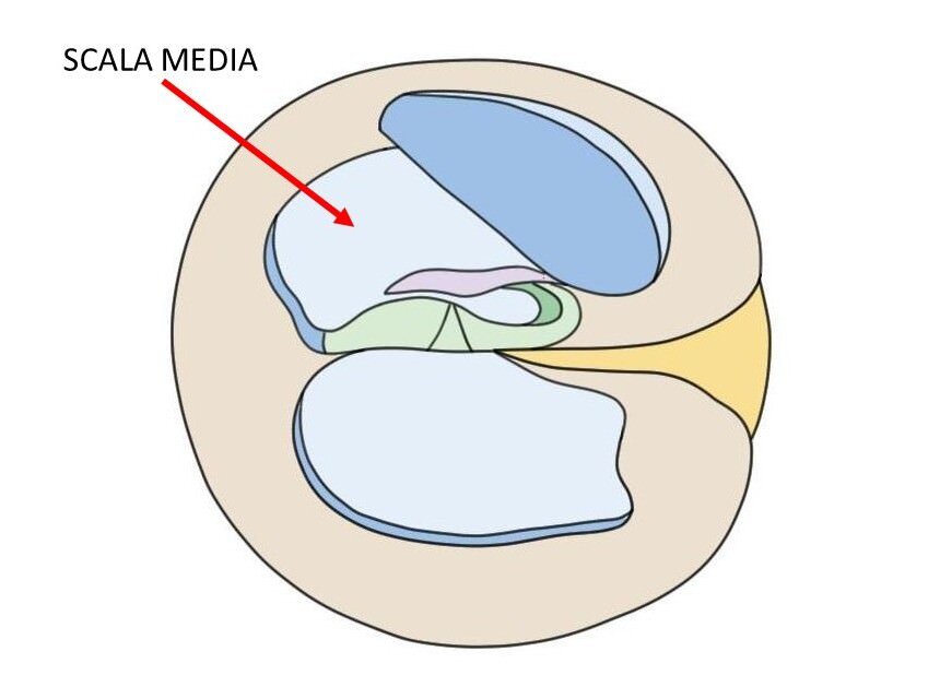 CROSS-SECTION OF THE COCHLEA WITH ARROW DESIGNATING THE SCALA MEDIA.