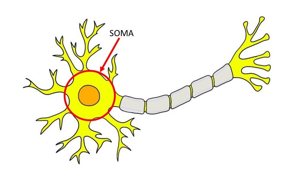 红色圆圈和箭头表示的Soma。