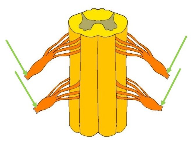 SPINAL NERVES INDICATED BY GREEN ARROWS.