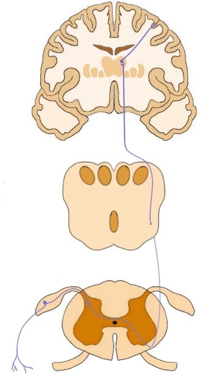 以紫色神经纤维为代表的脊髓丘脑束从脊髓向上，穿过髓质，到达丘脑。在丘脑中，纤维与丘脑神经元突触，将信号传递到体感皮层。