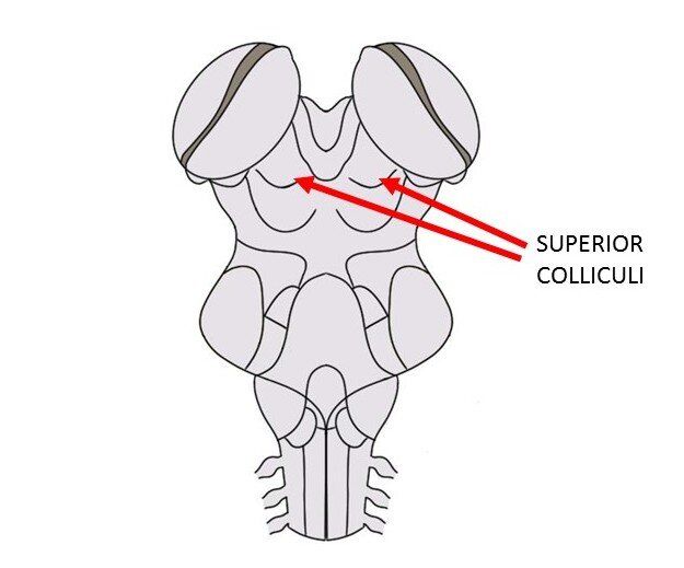 POSTERIOR VIEW OF THE BRAINSTEM SHOWING THE SUPERIOR COLLICULI.