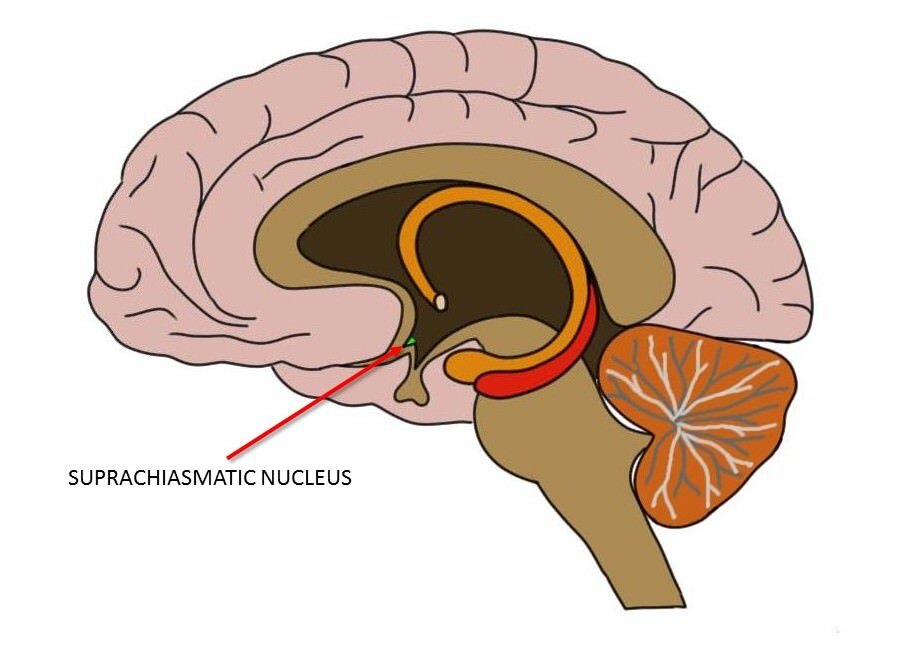 THE SUPRACHIASMATIC NUCLEUS IS REPRESENTED BY THE SMALL GREEN AREA WITHIN THE HYPOTHALAMUS (ALSO INDICATED BY THE RED ARROW).