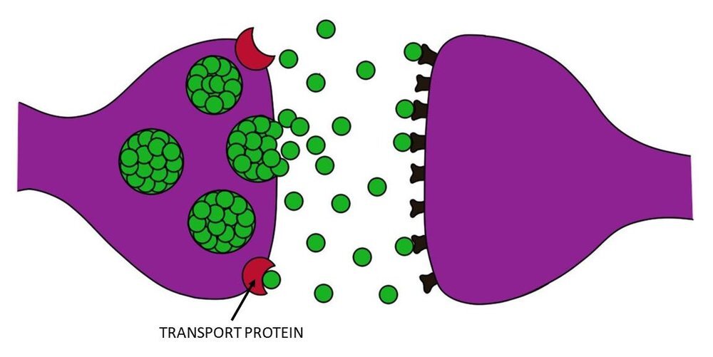 运输蛋白质