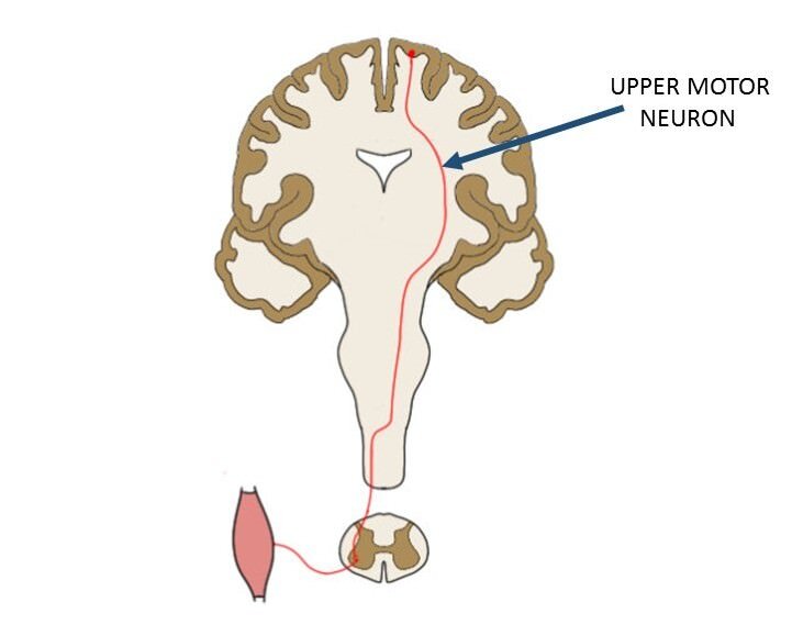 upper-motor-neuron.jpg
