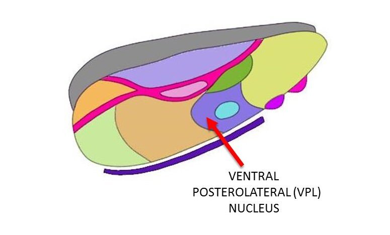 ventral posterolateral nucleus.