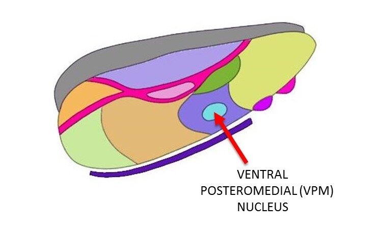 腹侧后腹（VPM）核。