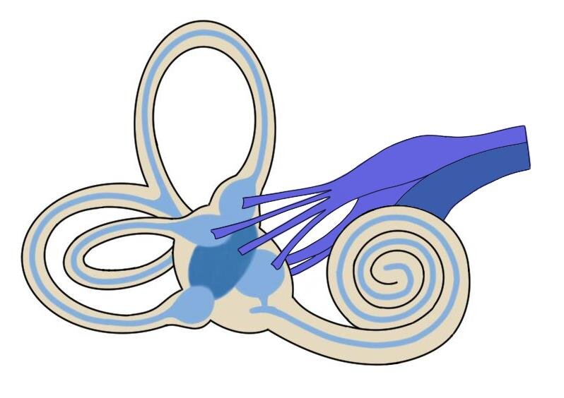 该图像显示耳蜗和前庭装置，前颈织物神经留下这些结构。前雀孔神经由从结构行进的紫色和蓝色纤维所示，朝向图像的右侧。