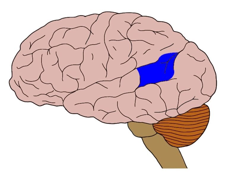 Wernicke's区域以蓝色突出显示的近似位置。