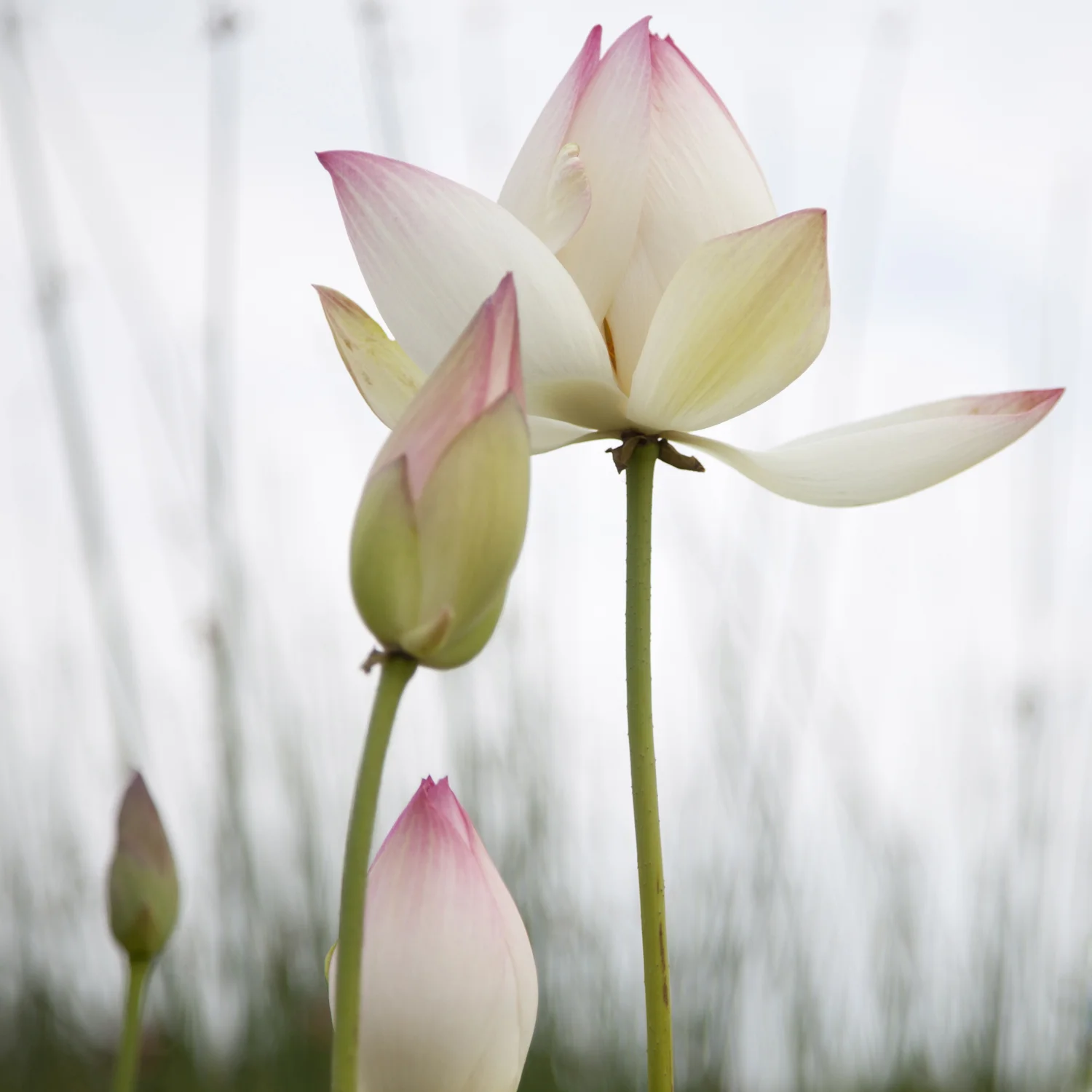 lotus garden monet flowers