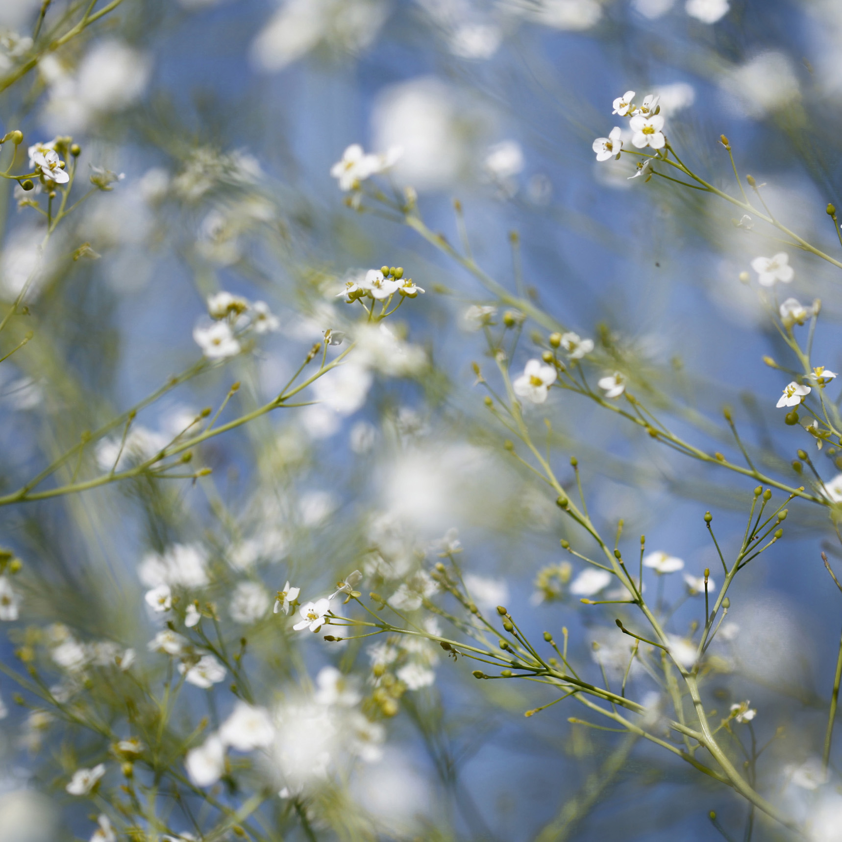 white blue garden flowers