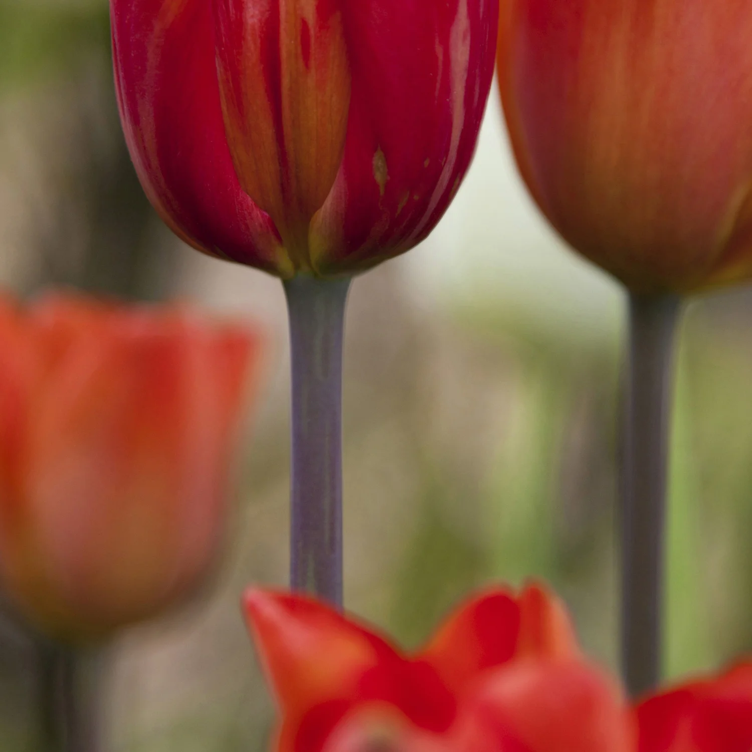 orange tulips garden flowers