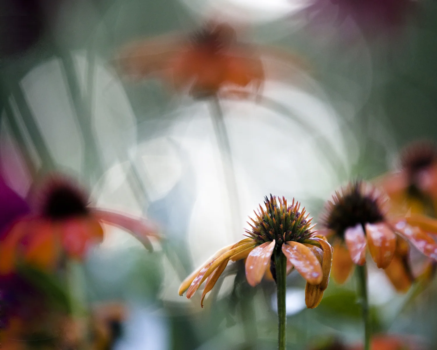 orange cone garden flowers
