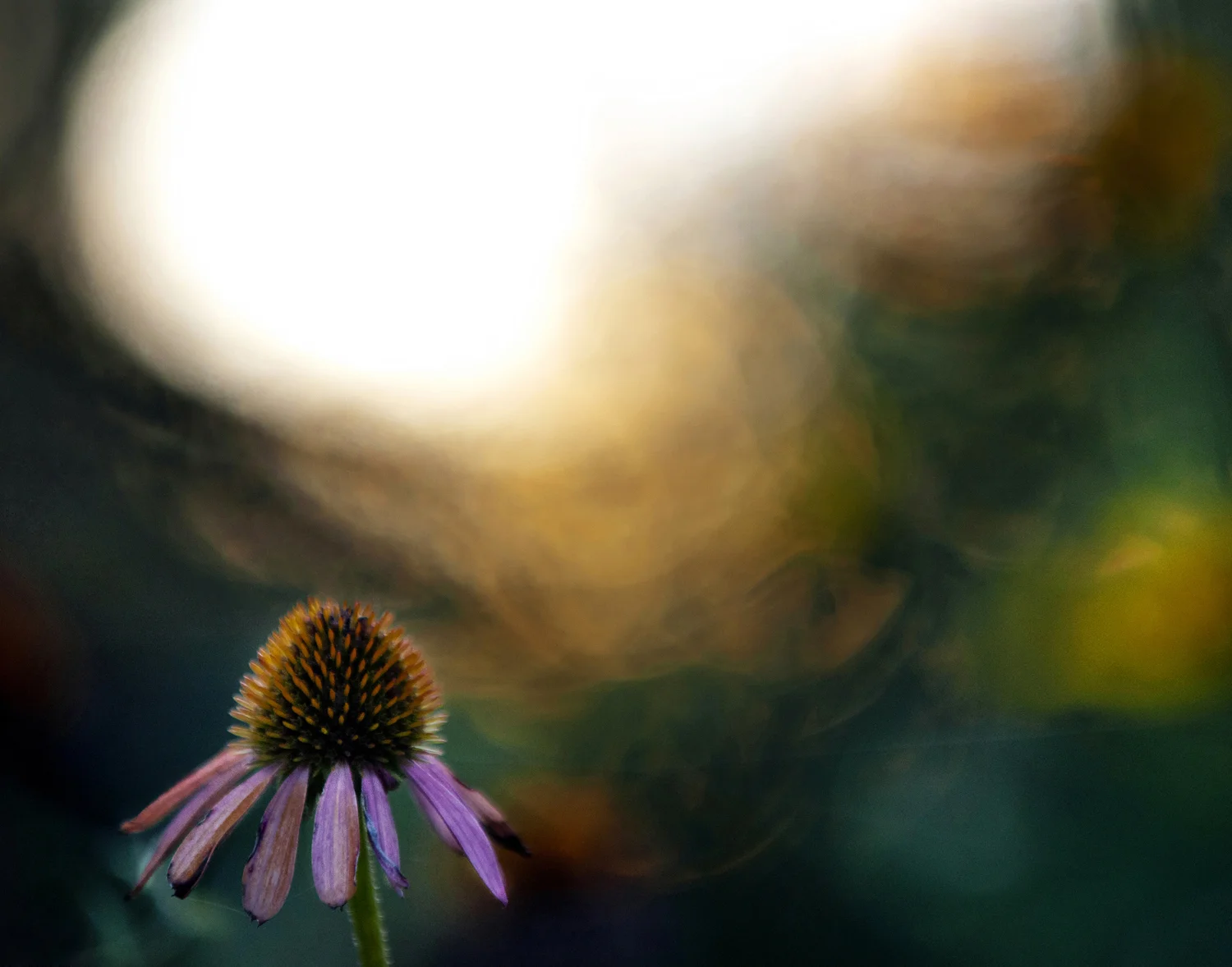 echinacea sunset garden flowers