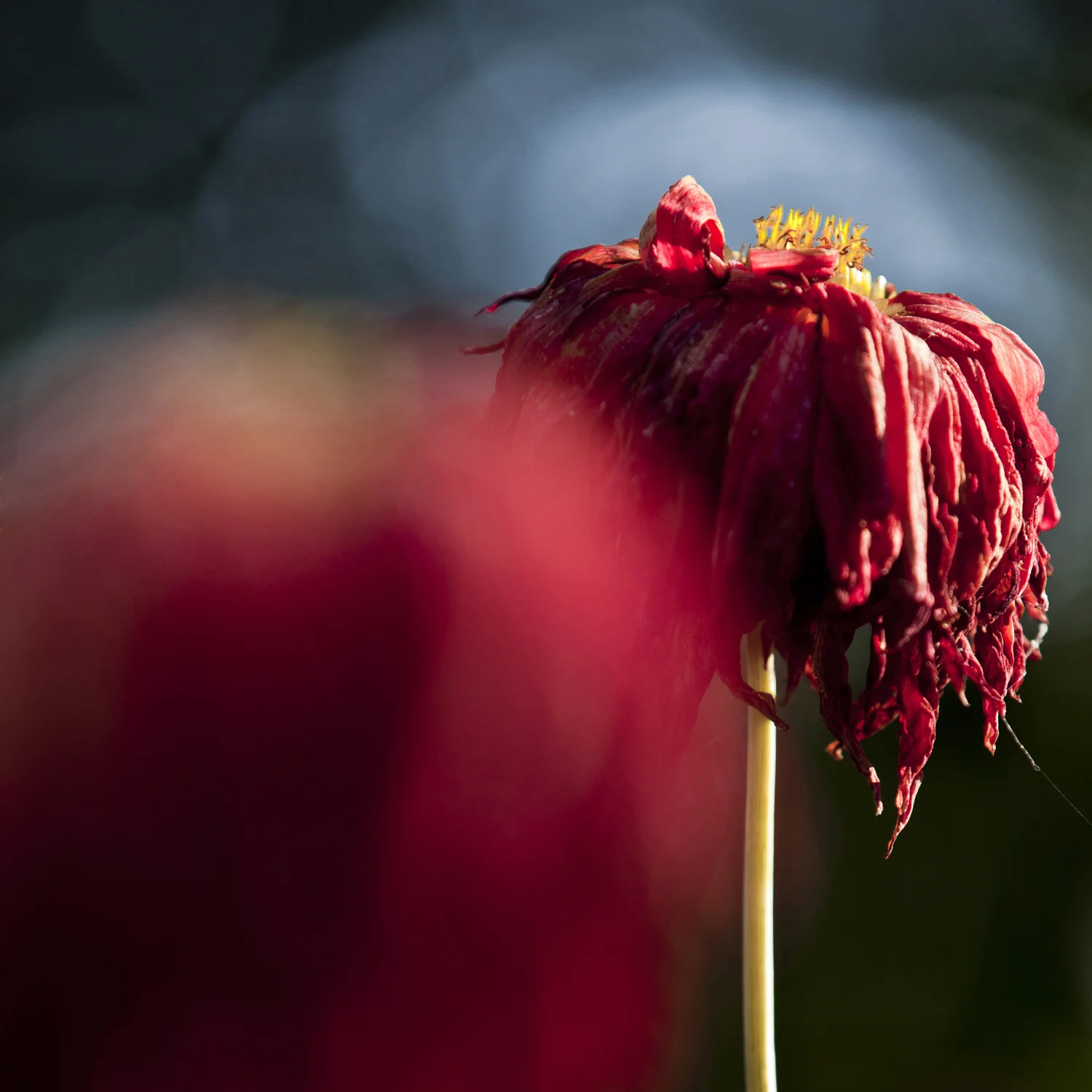 red dahlia dark garden flowers
