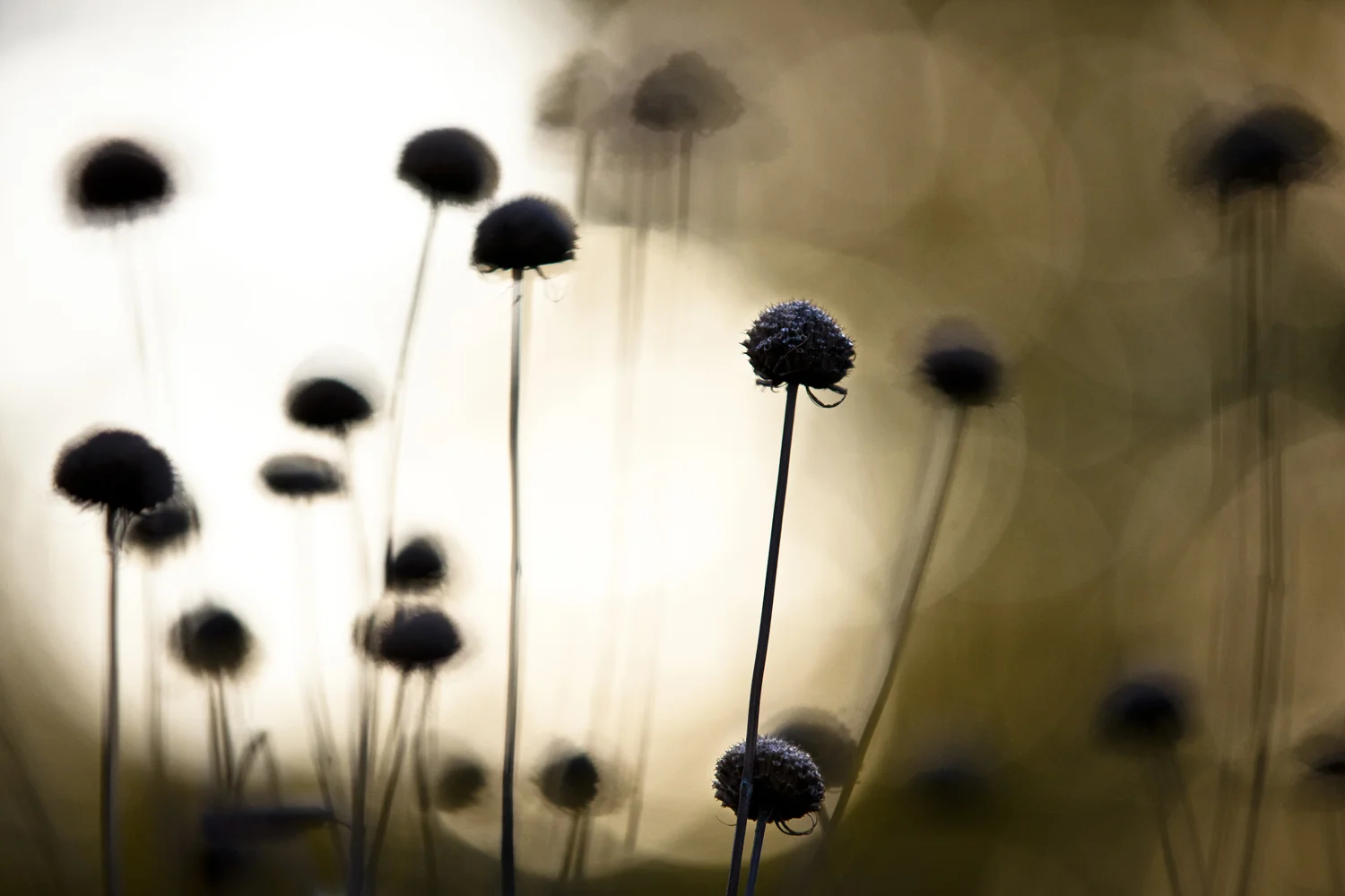 golden brown autumn sunset garden flowers