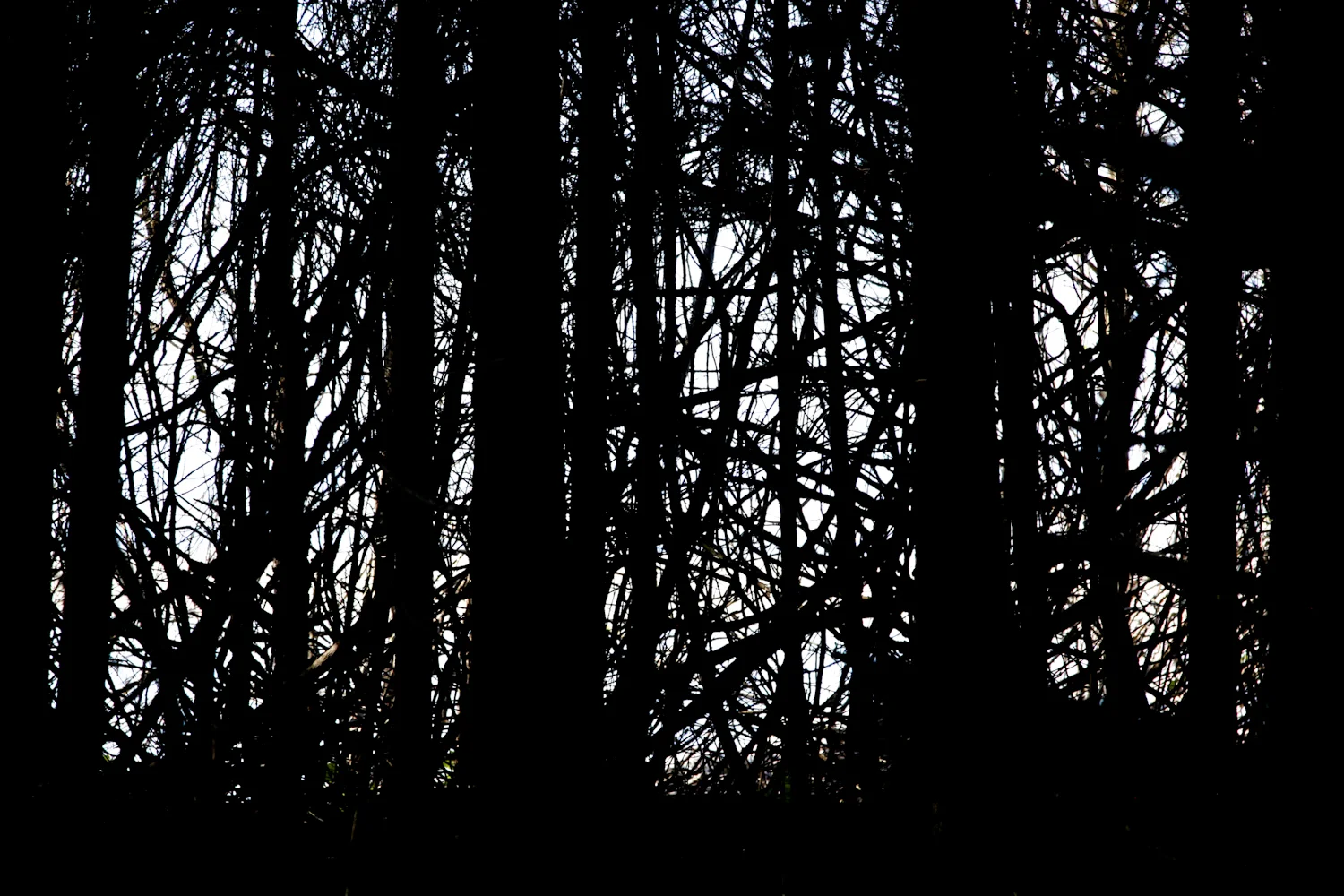 tofino tree web resonance