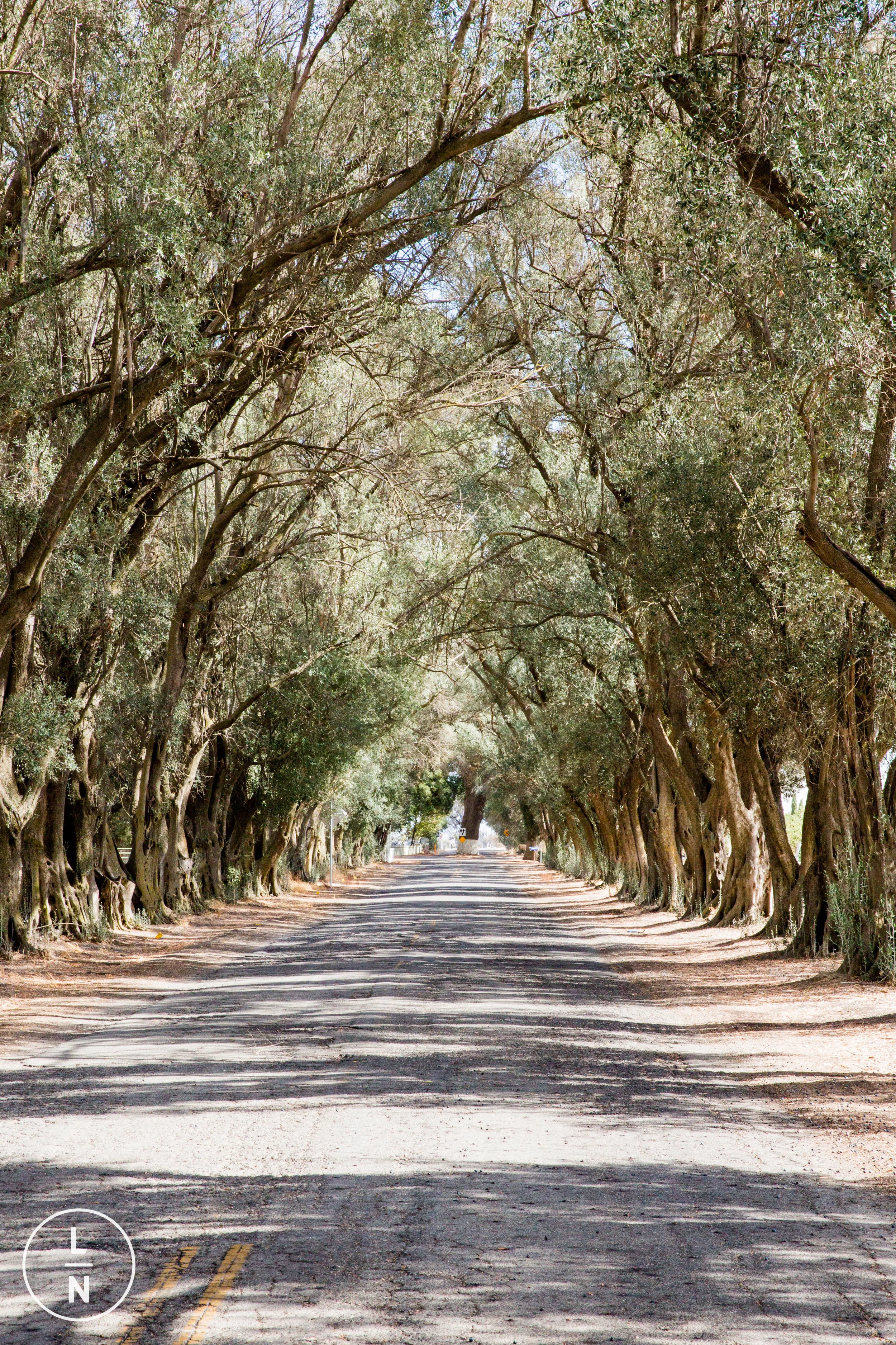 The driveway into Lawley Ranch is lined with olive trees which make for a beautiful back drop.
