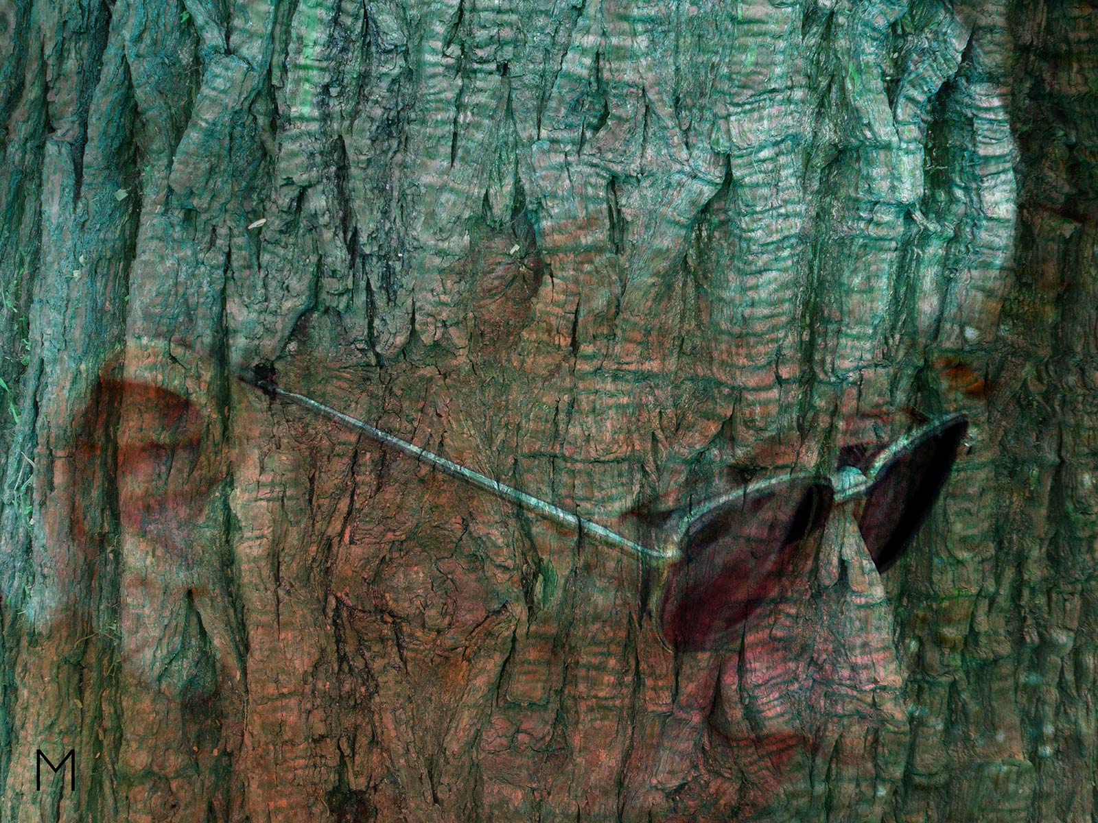 Ghost Tree