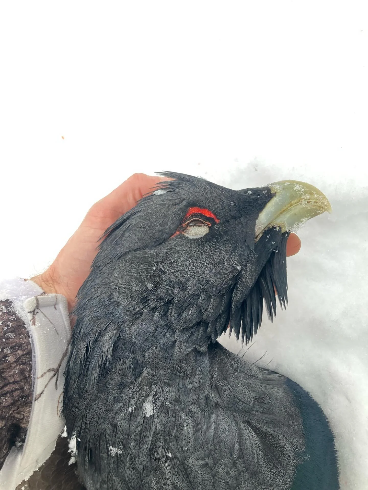Dom kallar &auml;lgen f&ouml;r skogens konung. Men hade skogen varit republik skulle jag r&ouml;stat f&ouml;r tj&auml;dertuppen. De flesta toppjakts dagar &auml;r jag r&auml;tt n&ouml;jd att f&aring; ta hem en orrtupp eller tv&aring;. Ett bra jakt&ar