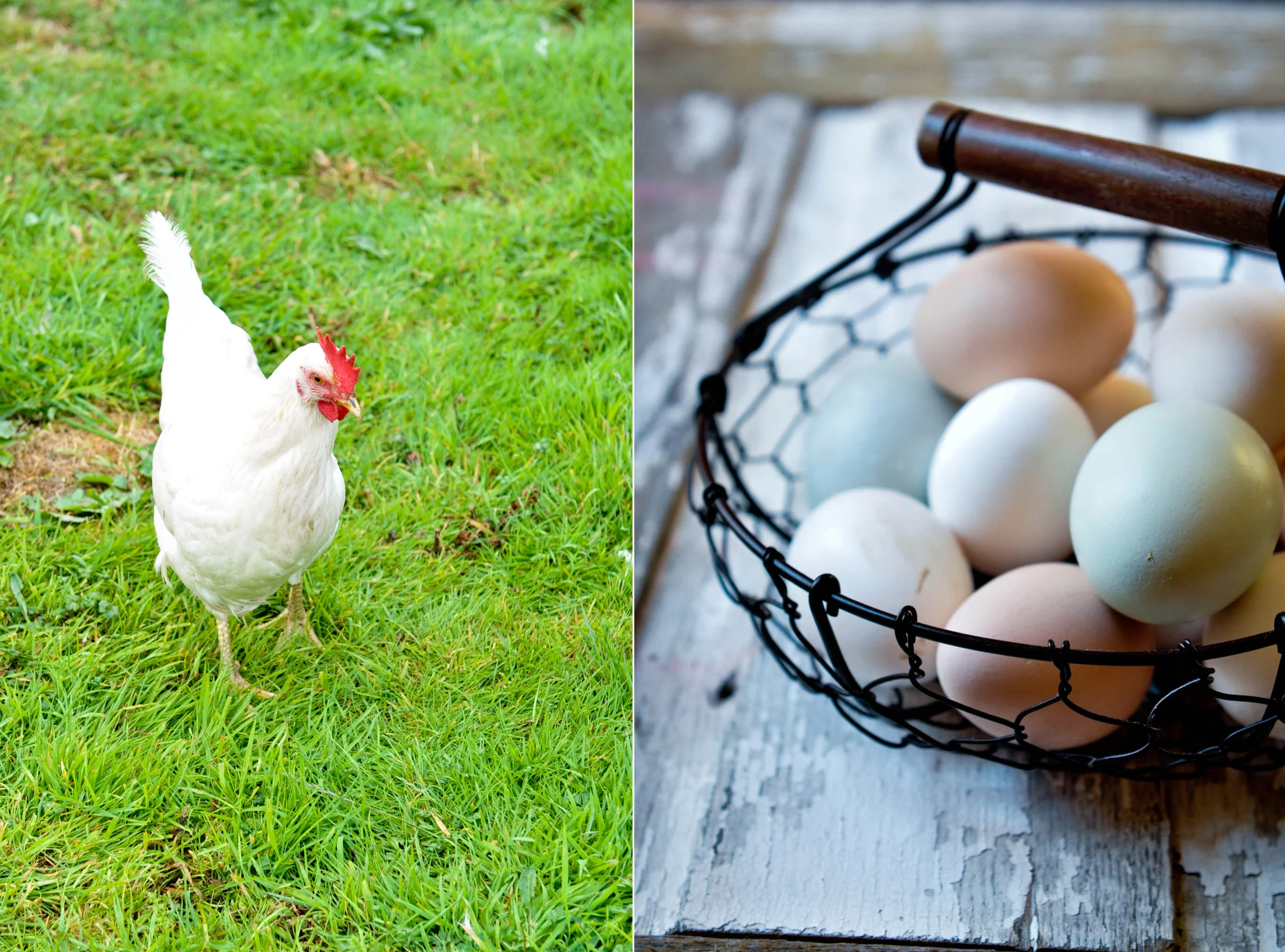 Chicken and Egg.jpg