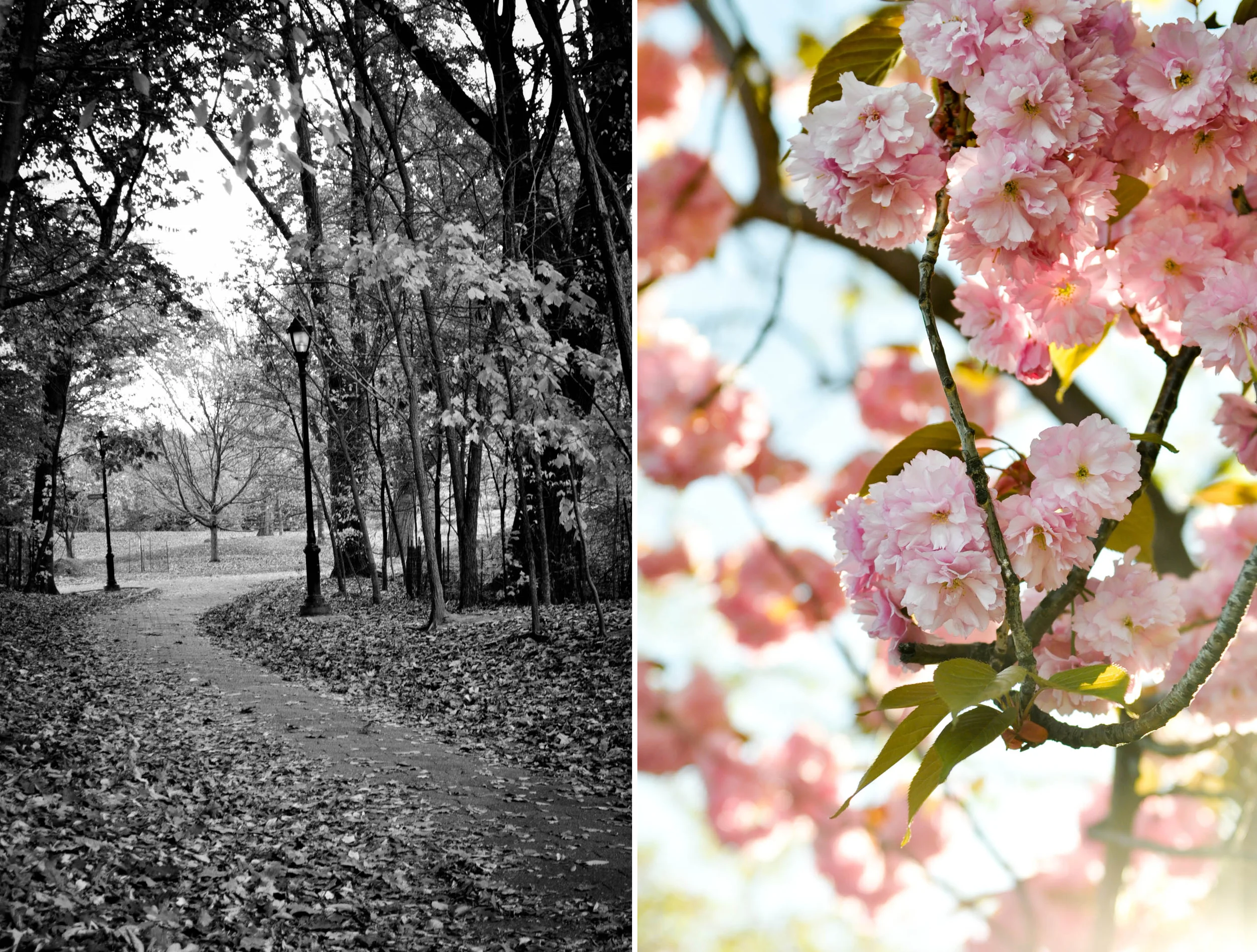 Fall and Spring.jpg