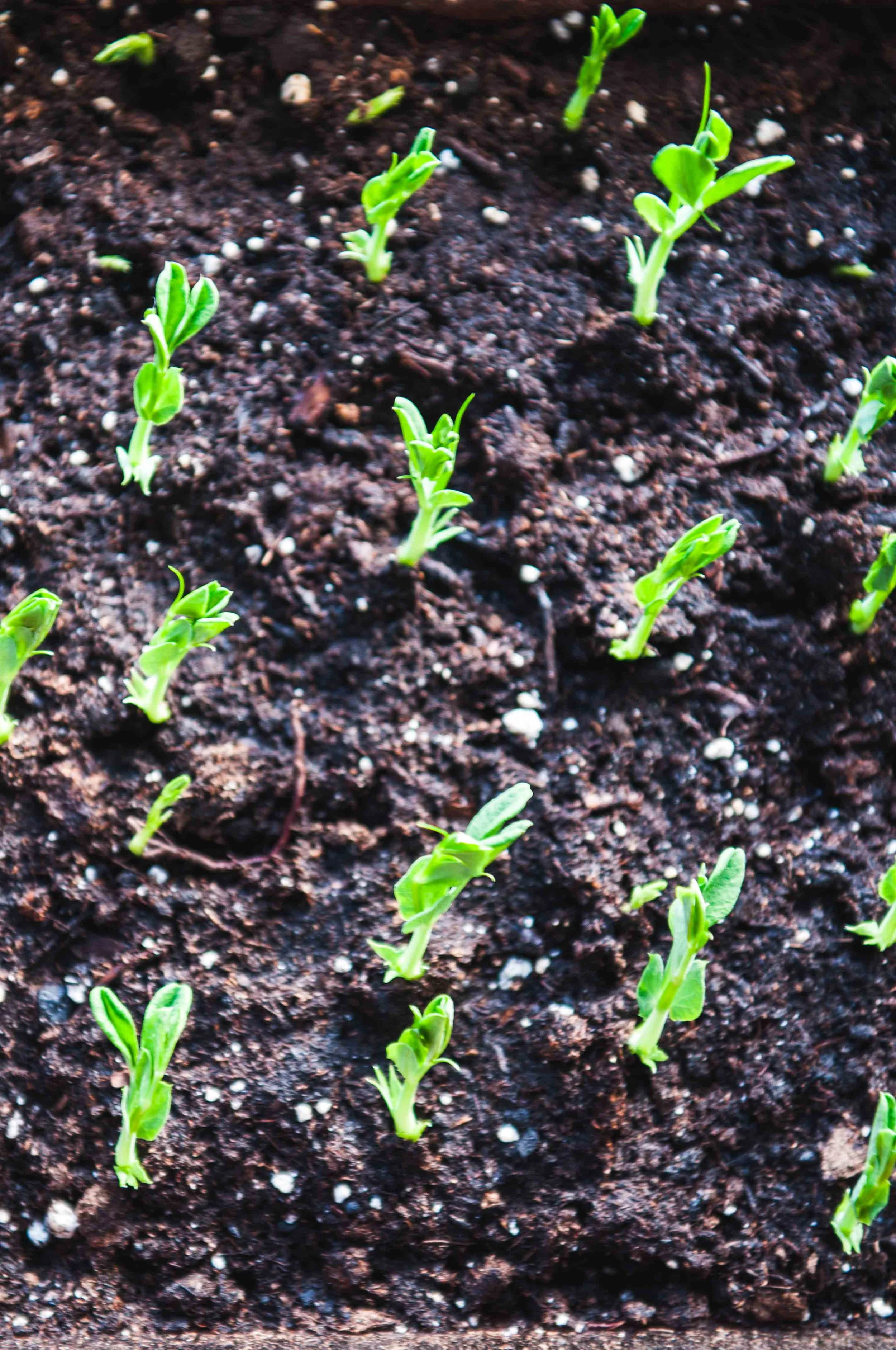 SPROUTED | SPRING 2015