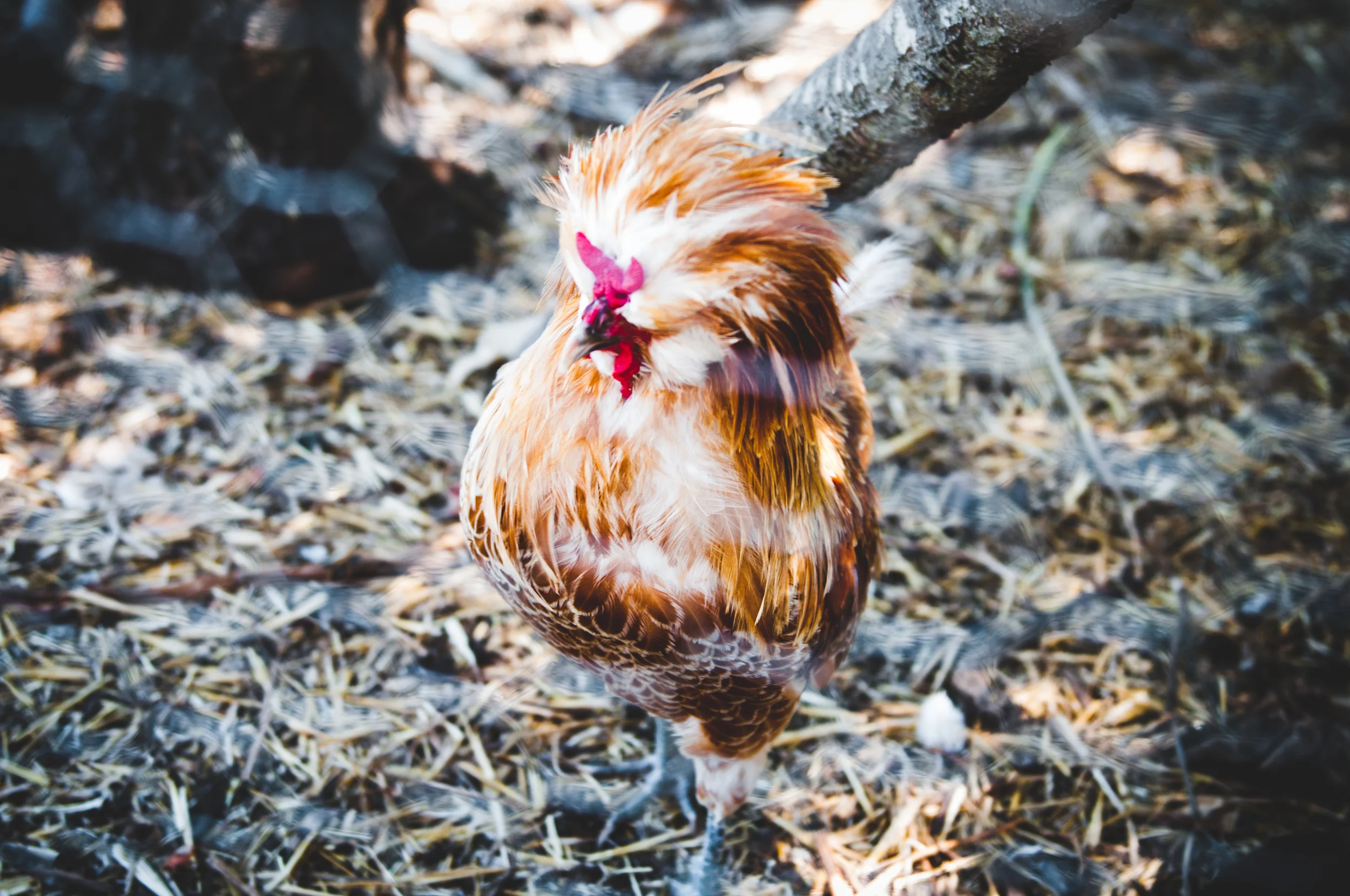 WINES + FARMS OF SONOMA