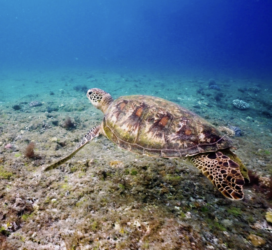 Album cover for '20000 lieu(x) sous la Mer', film music by Jean-Philippe Calvin
