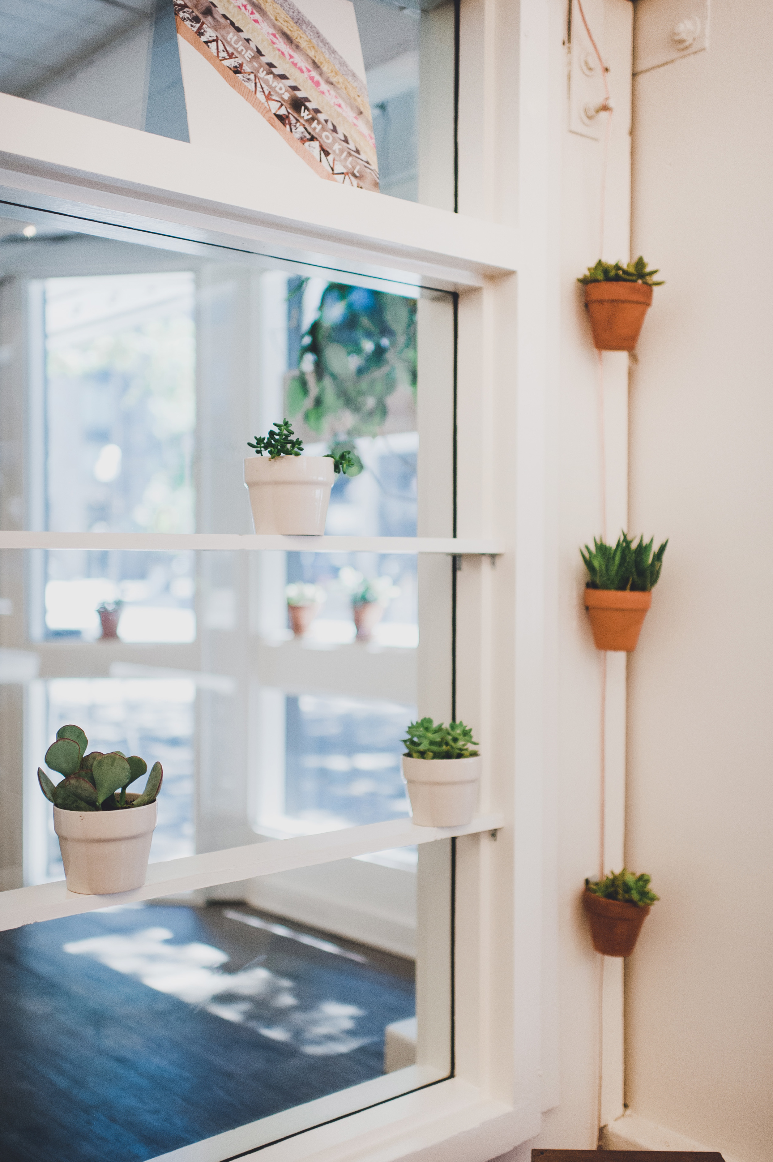 How to care for indoor plants: succulents, ferns and mosses