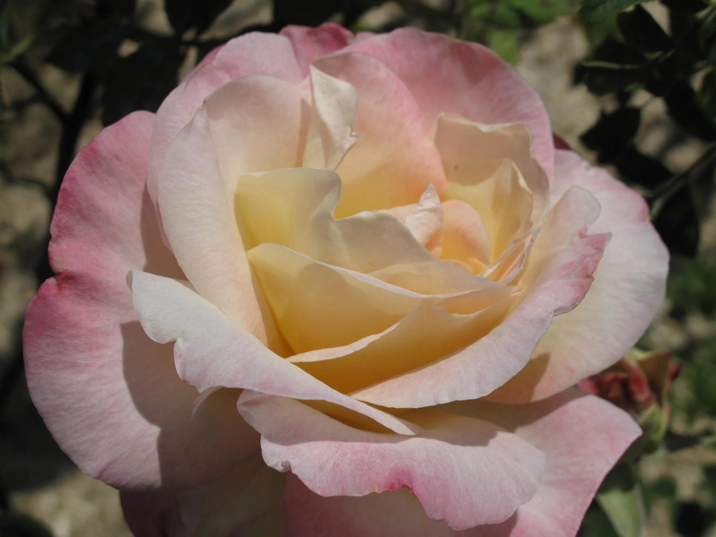 A Rose By Any Other Name