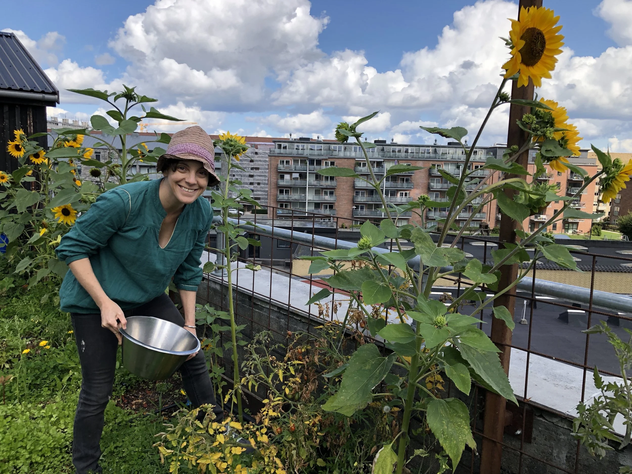 Harvesting tomatoes at Gro