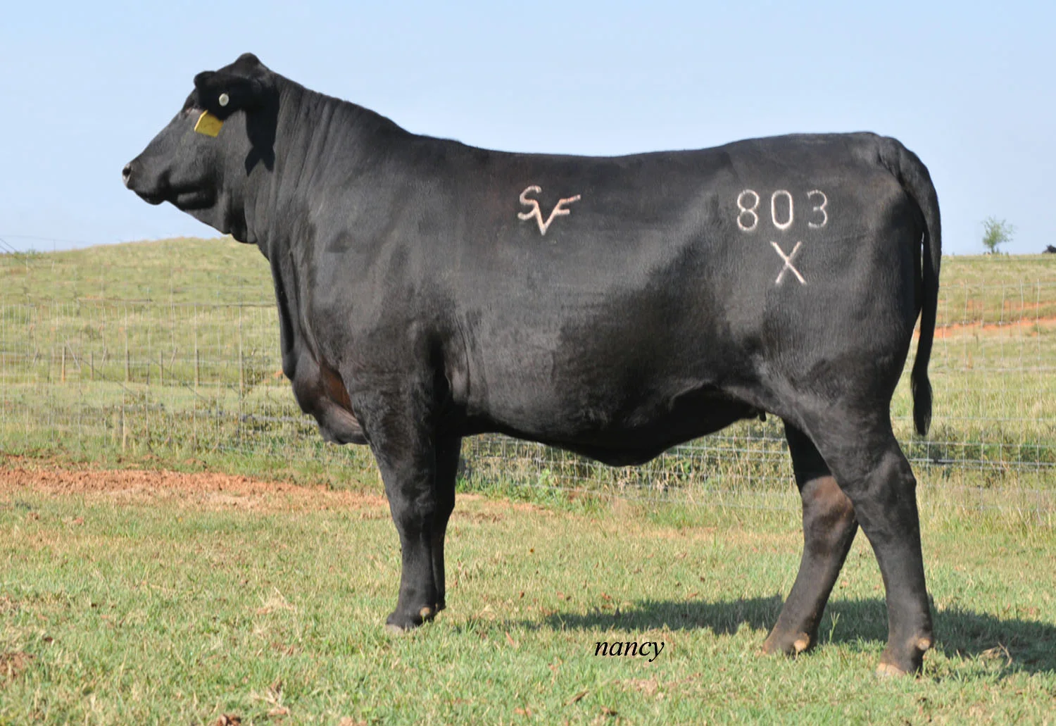 5-10-12 SVF 803X.jpg
