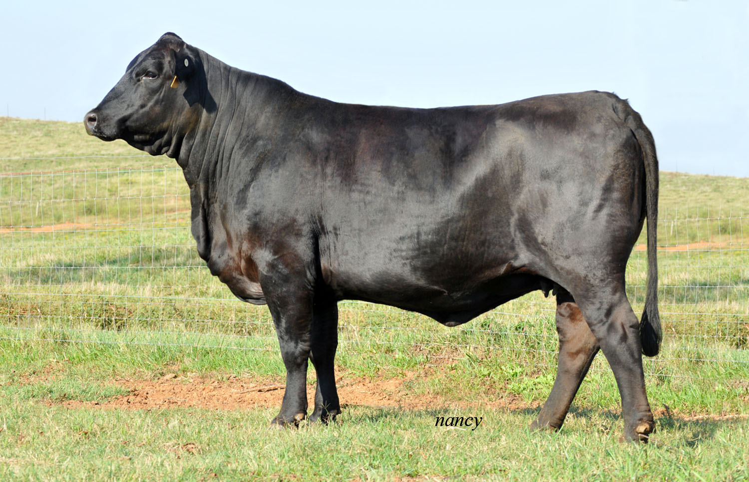 TCB Catawba Warrior 332U877