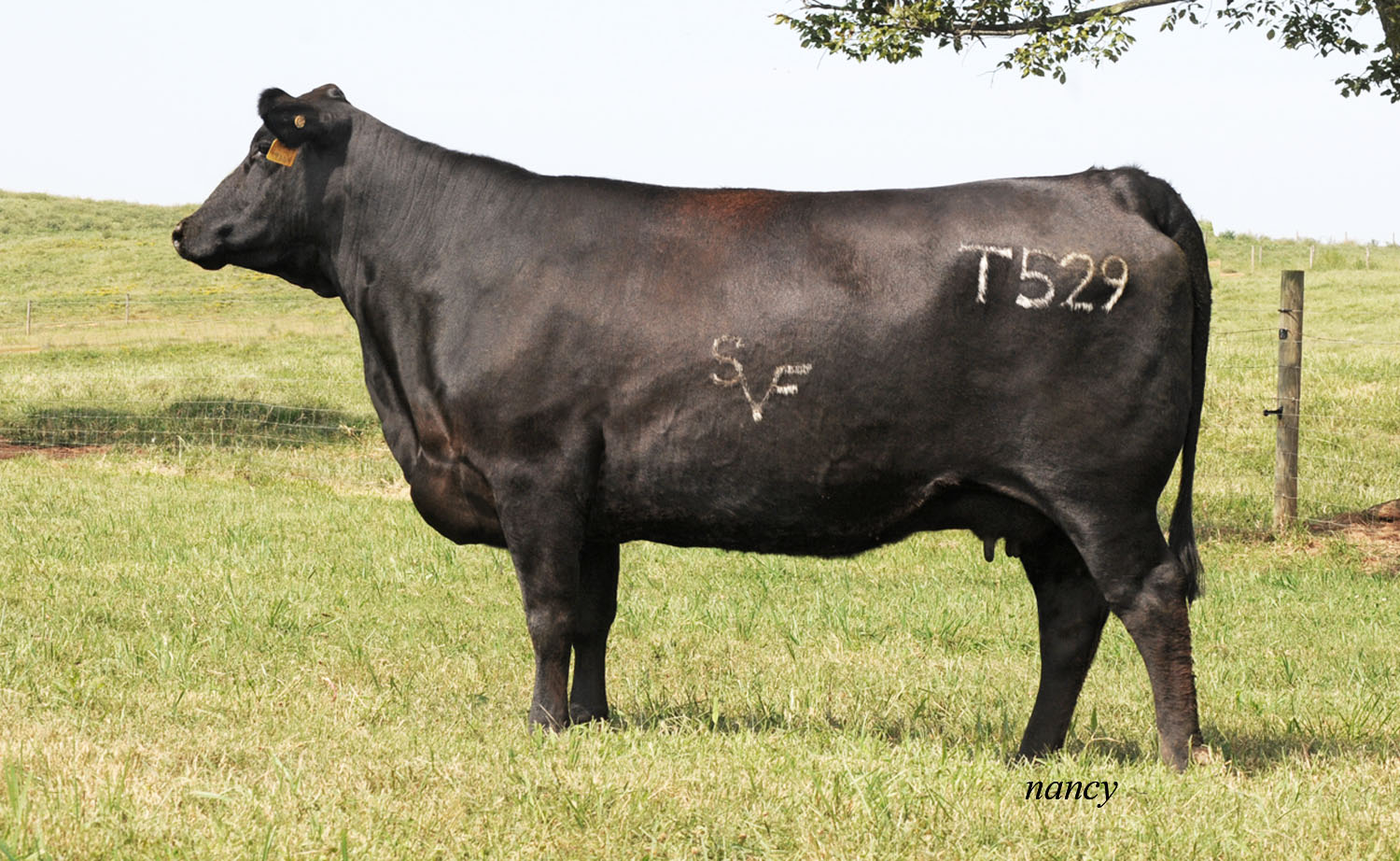 SVF 8-27-13 T529.jpg