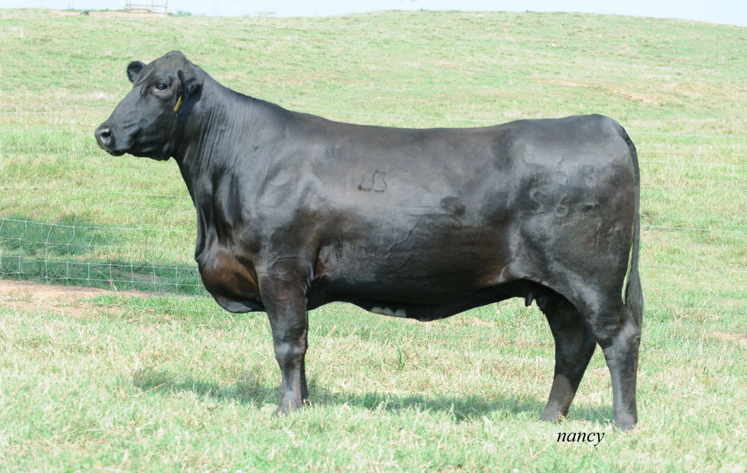 Ms Brinks Lead Gun 468S64