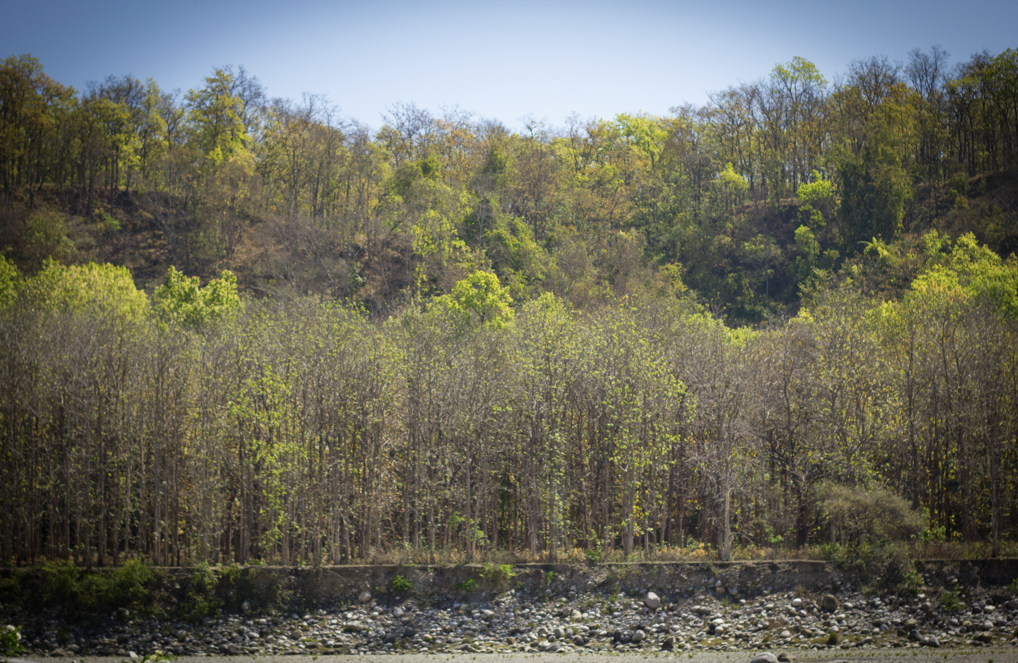 The riverview retreat jim corbett.png