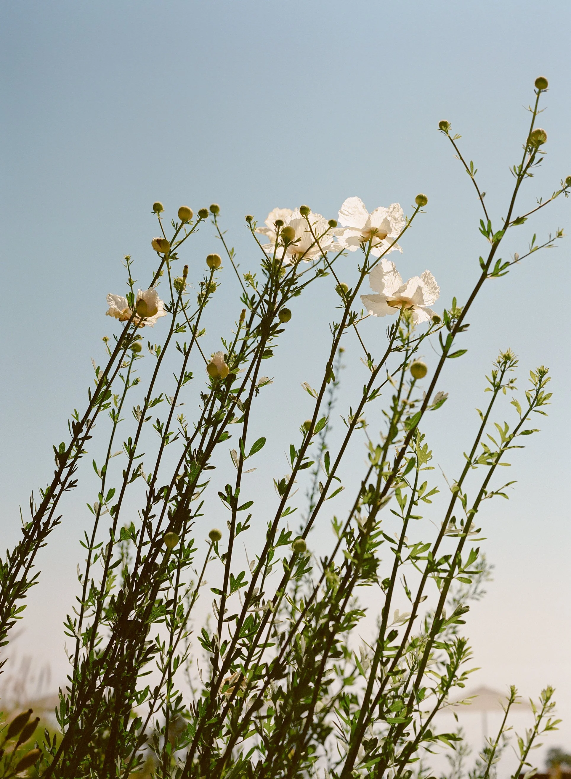 ChristinaCam_Wed_009.JPG