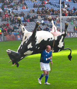 Galeic Football - Cow.jpg