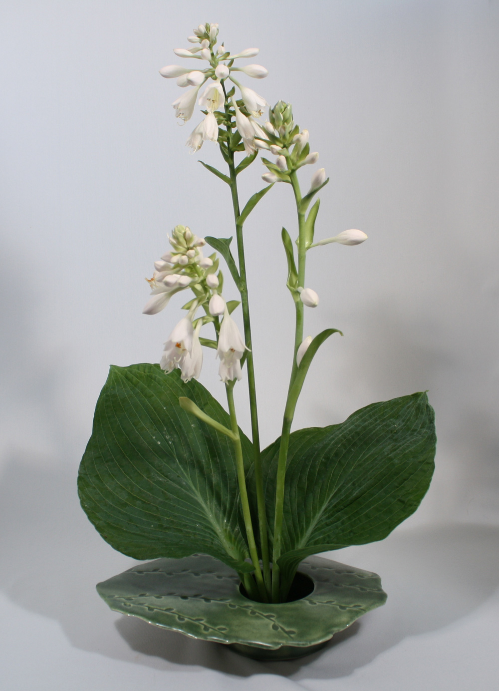 greenikebanaVinesflat_w3hostas.jpg