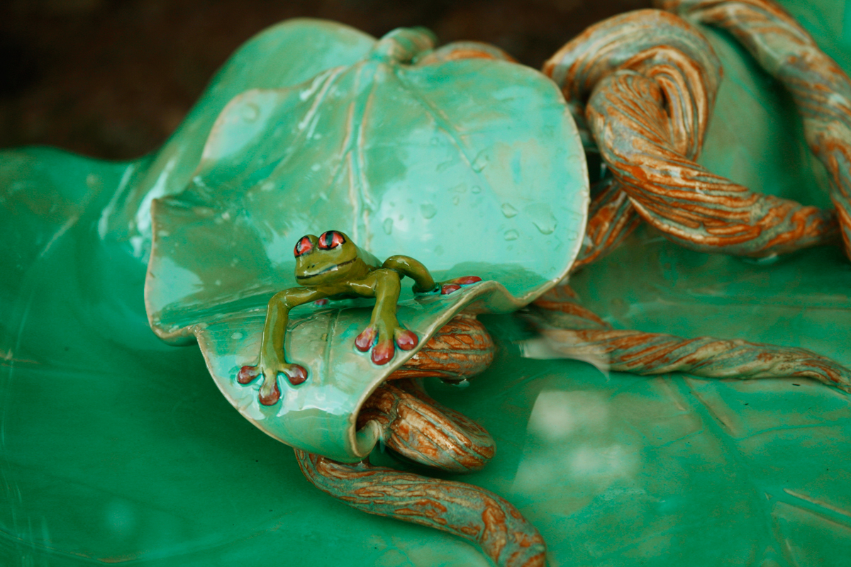 birdbath closeup - tree frog