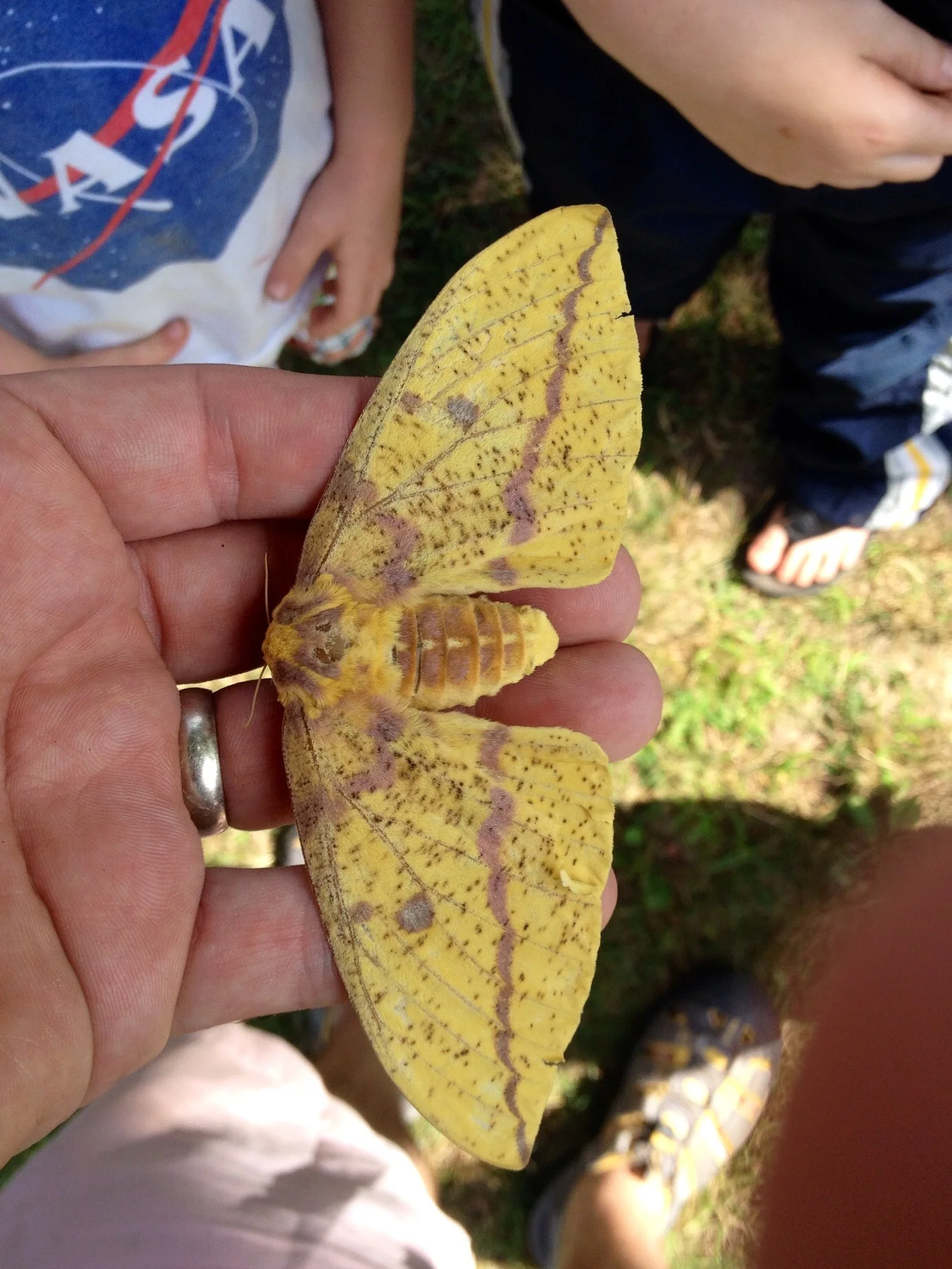 If you can identify this moth, then we will name it after you. 