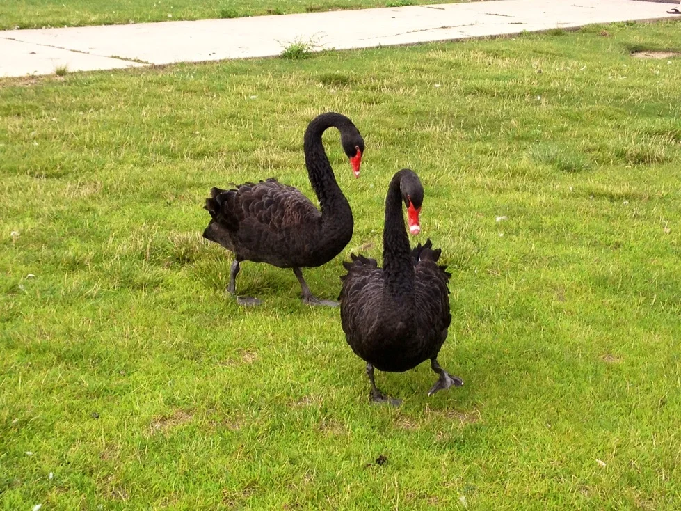 The Fetrows called these "Darth Swans" which I thought was appropriate when they rushed in to attack me right after I took this picture.