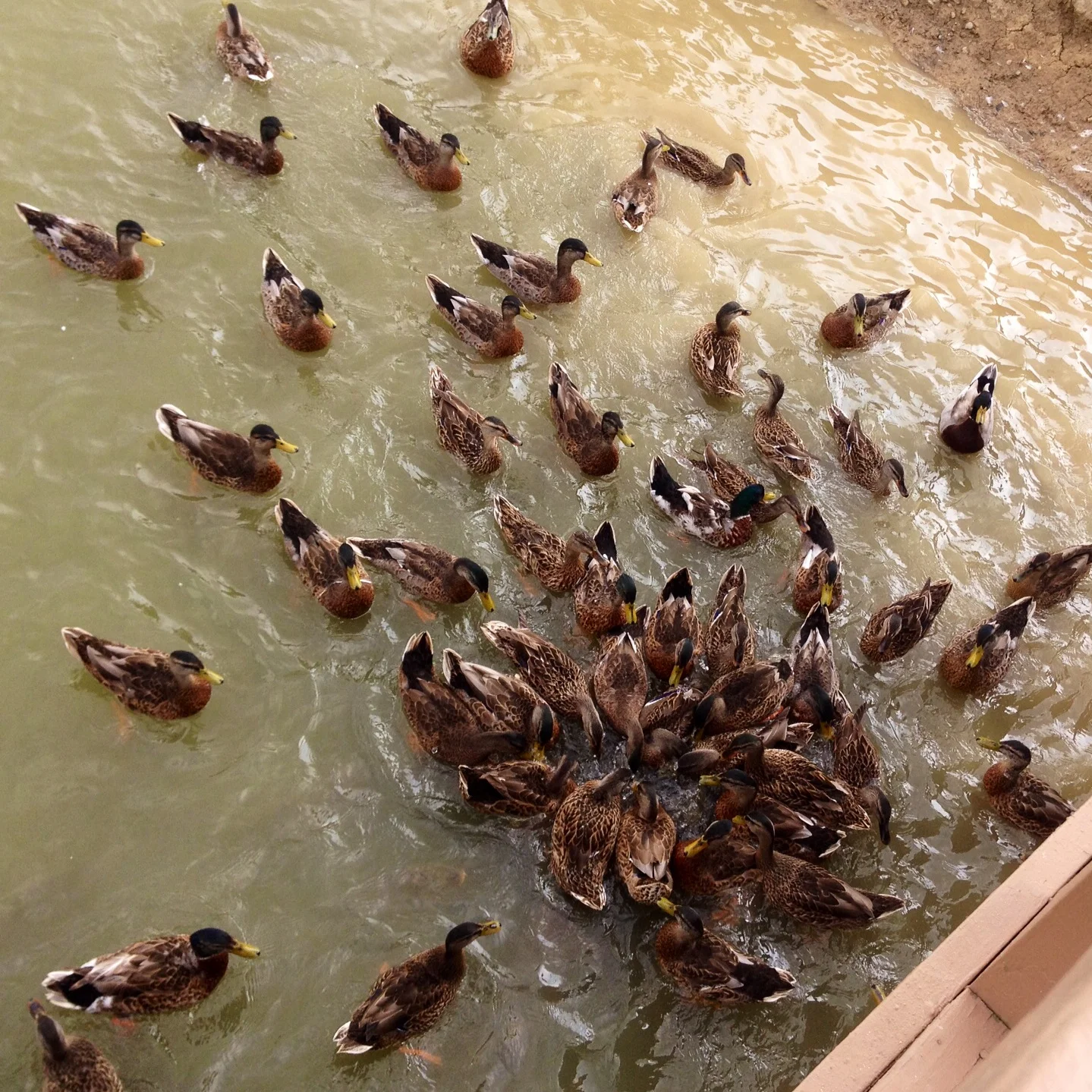 It's hard to say whether the fish were so big from discarded bread scraps, or if they picked off a duck every once in a while and divided it amongst themselves.