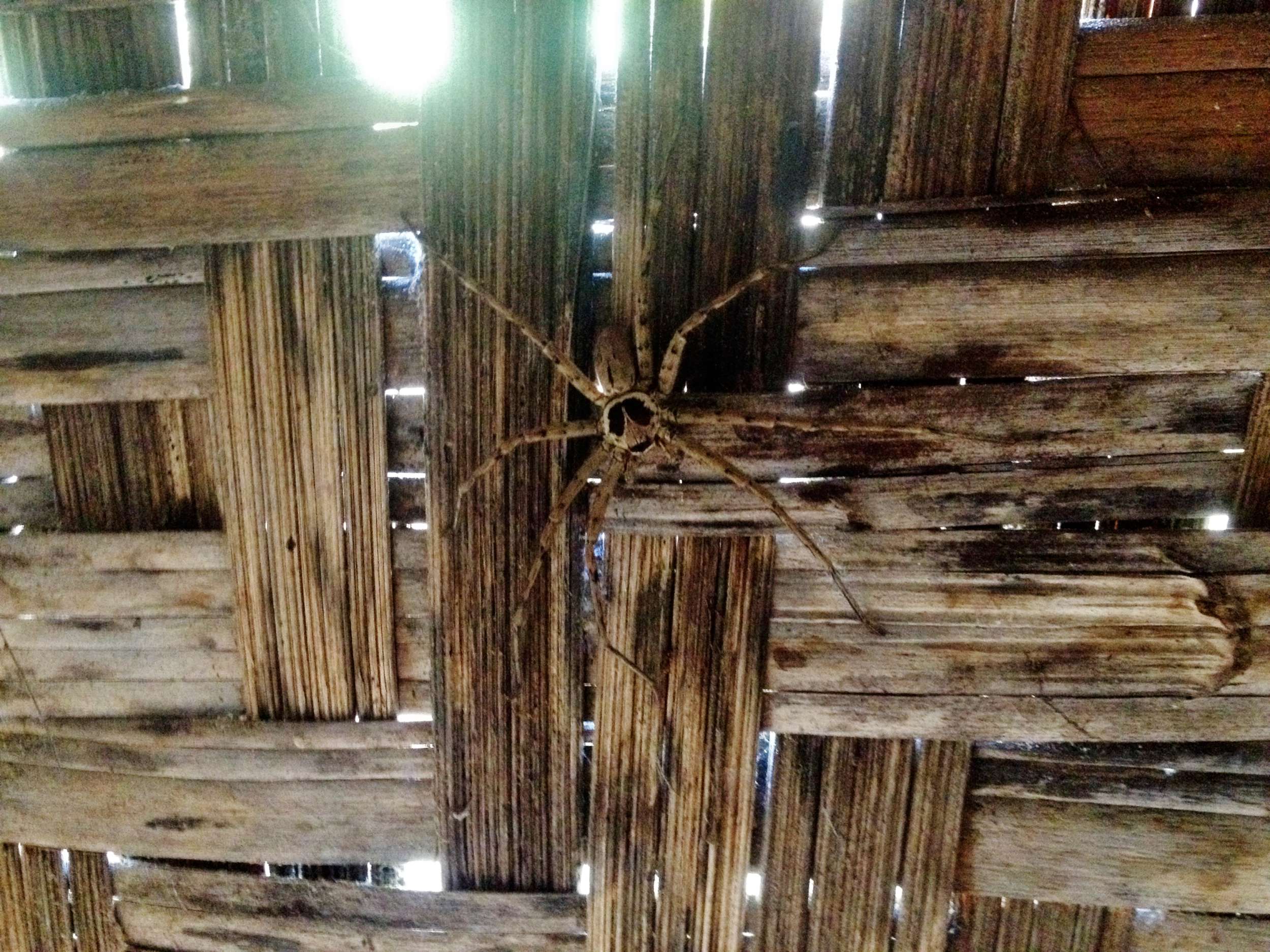 Again, the picture doesn't do this spider justice, but it's about the size of the palm of your hand. There were quite a few of these in our liklik haus. We asked Papa if they were poisonous and he said simply "Sometimes men die."
