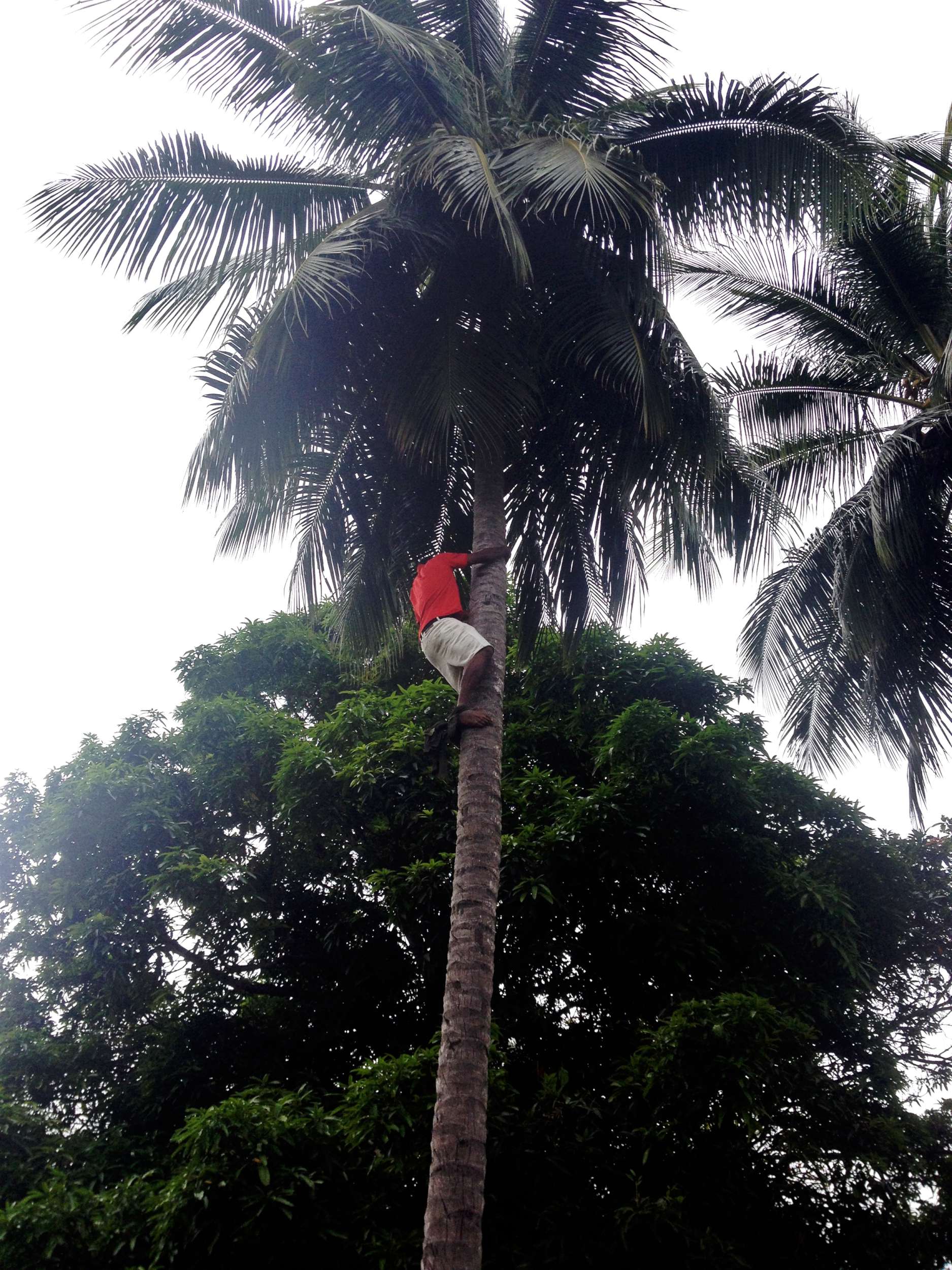 One of the many times that Michael scaled a coconut tree like it was nothing.