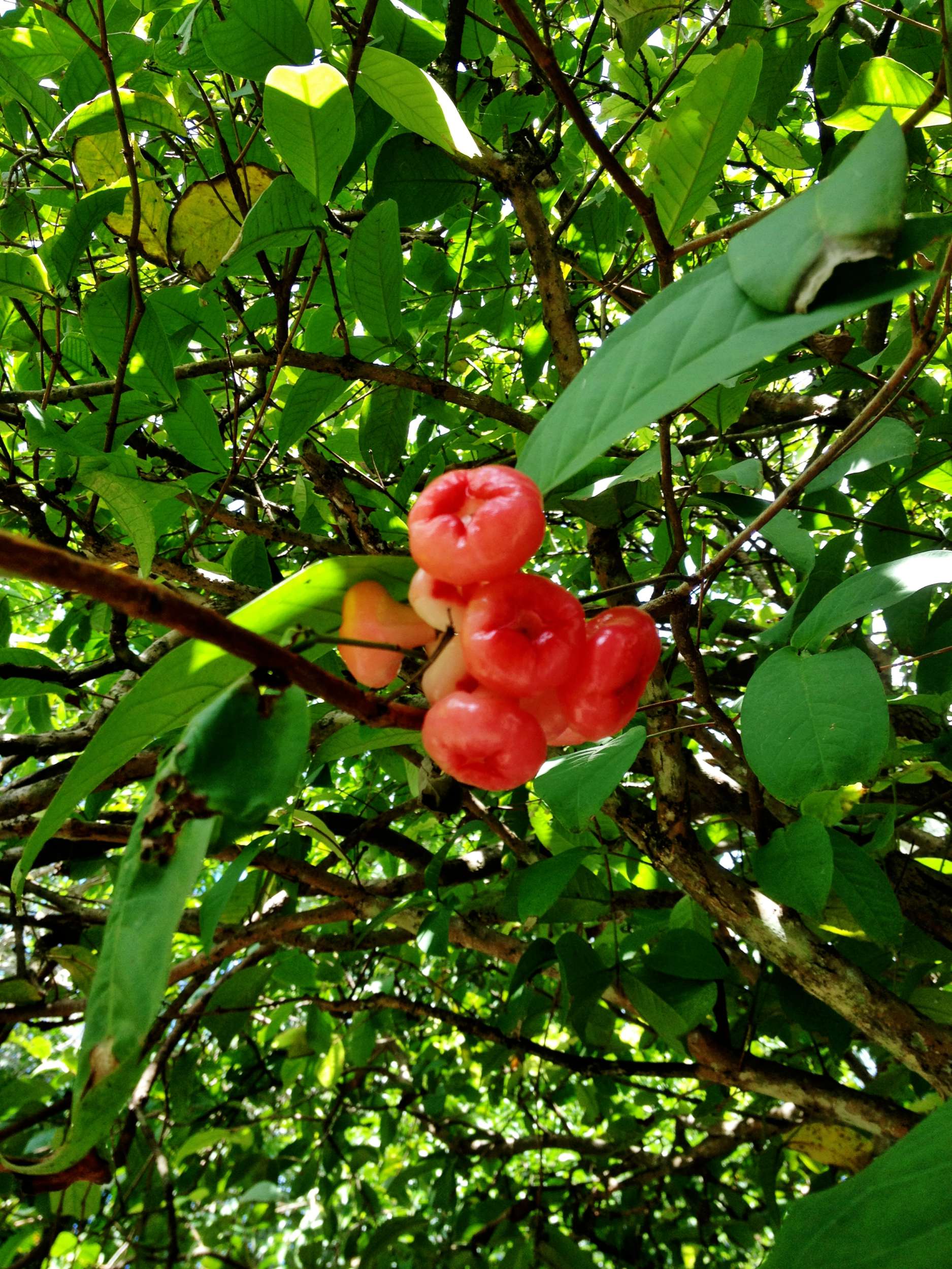 Not sure what these are, but we have bought some in the market recently. If you know, please comment!