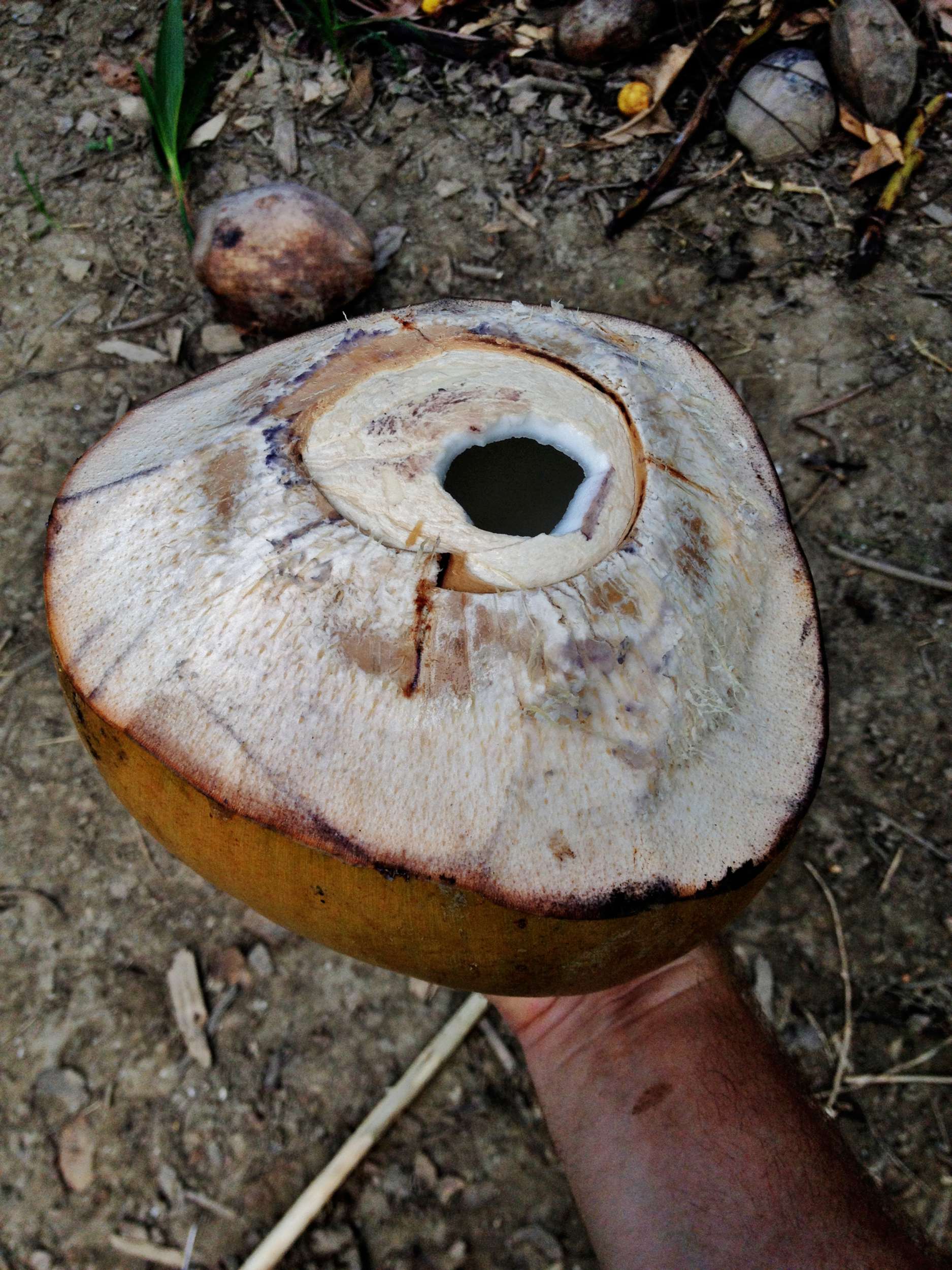 This is God's Gatorade: kulau. It's just a young coconut really, but the water inside is sweet, refreshing, and full of electrolytes. Coconuts don't grow so well in the highlands, and these will only stay fresh a few days after being picked, so k ulau is one of the many treats that you can only enjoy in the lowlands.