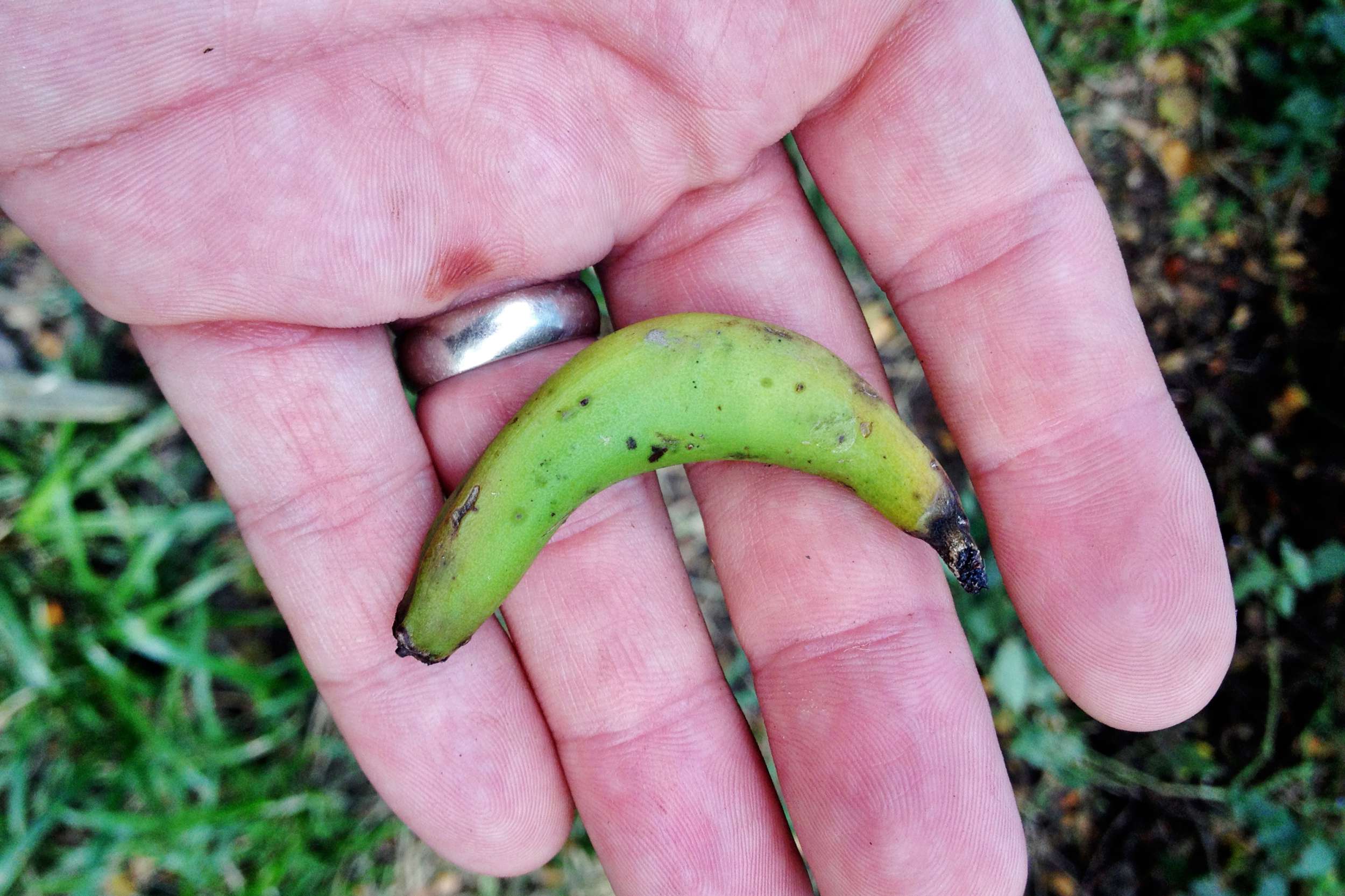 Somebody could market these as "Banana Bites"