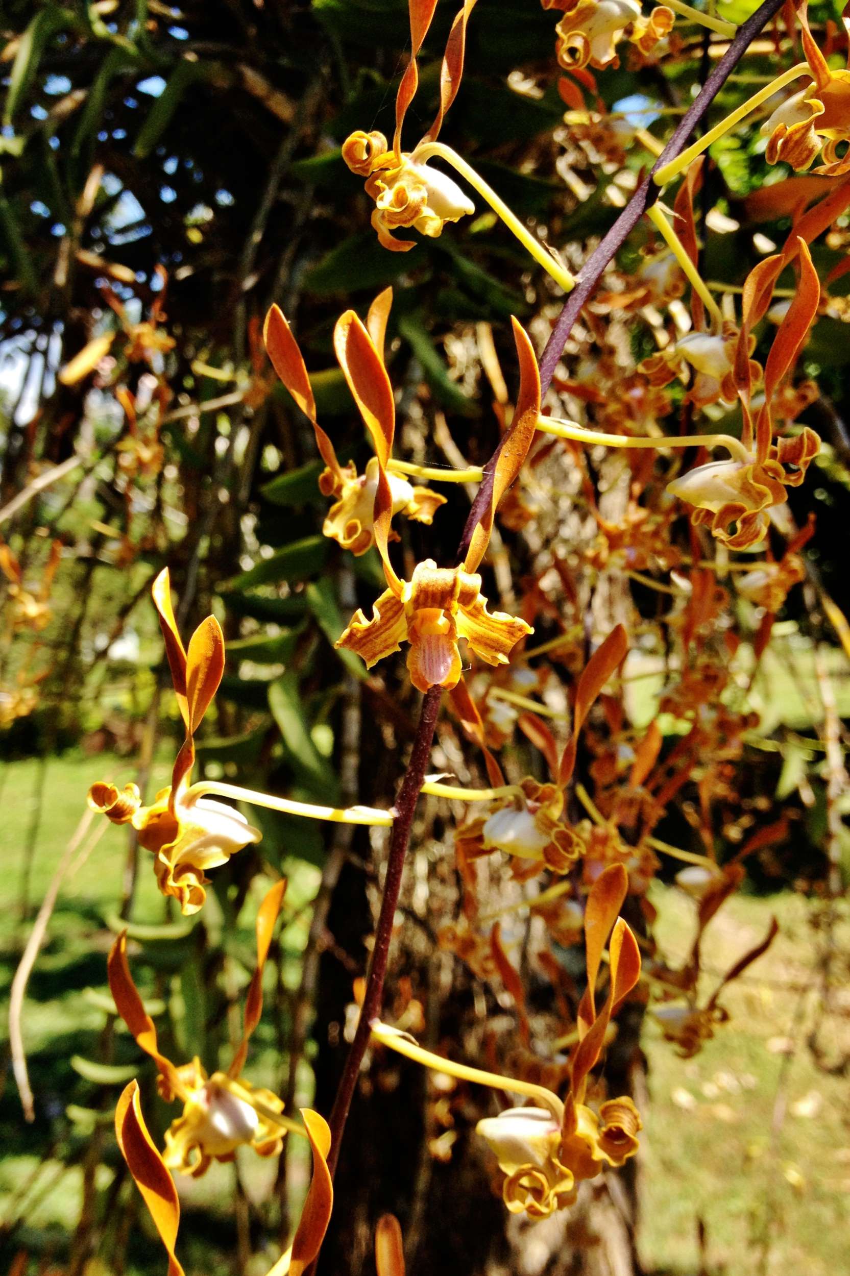 Orchids! You will frequently see orchids making their homes among the branches of all sorts of trees around PNG. God is so creative!