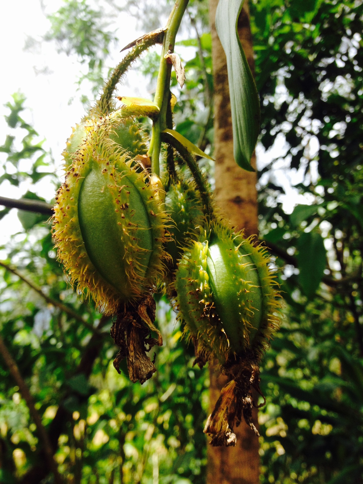  These pods grow off the sides of some orchids and are filled with pollen. 